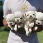 Minnos Maltese Yavrularımız