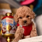 Toy Boy Poodle Yavrular