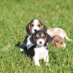 Irk Ve Sağlık Garantili Beagle Yavrular