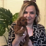 Microchip Li Pasaport Lu Harika Toy Poodle Yavrularımız