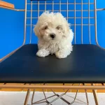 Dalgali Tüylü Krem Bebek Malti̇poo Yavruları