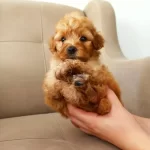 Maltipo Cinsi Yavrularımız