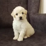 Maltipo Cinsi Harika Bebeklerimiz