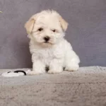 Malti̇po Ci̇nsi̇ Yavrularımız