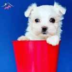 Tatlımı Tatlı Maltesse Terrier