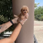 En Ozeli Orijinal Maltipoo Bebekler