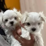 Irk Standartlarinda Muhtesem Yavrular