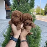 Red Brown Poodle Bebeklerimiz