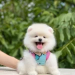 Pomeranian Boo Yavrularımiz Karsinizda