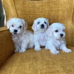 Pamuk Gibi Maltese Terrier Yavrularmz