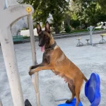 Irk Standartlarinda Muhteşem Yavrular