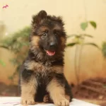 A Kalite Alman Kurdu Yavrularımız