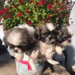 Minik Yavrularımız Sizlerle