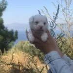 Minicik Tatlı Maltese Terrier Yavruları