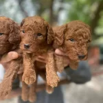 Gercek Red Toy Poodle Bebeklerimiz