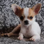 Irkının Nirvanası Chihuahua