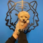 Sirin Mi Sirin Maltipoo Bebeklerimiz