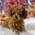 Zeki Oyuncu Antialerjik Tuy Dokmeyen Poodle Bebeklerimiz