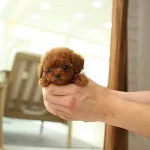 Irkın En Bebekleri Show Class