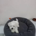2 Aylık Maltese Terrier Minik Yavrularımız
