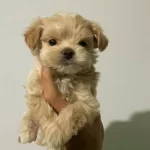 Malti̇po Ci̇nsi̇ Miniklerimiz