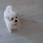 Minik Bebekler Sahilerini Bekliyor