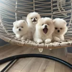 Ust Pomeranian Boo Yavrularımiz