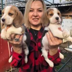 Sevimli Oyuncu Beagle Yavrularımız