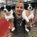 Muhtesem Irk Garantili Border Collie Yavrularımız