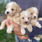 Sirin Maltipoo Yavrularımız