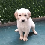 A Kalite Golden Yavrularımız