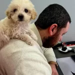 Maltipo Cinsi Yavrularımız Geldi