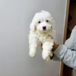Maltesse Terrier Numara