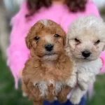 Ufak Ayıcıklar Sizleri Bekliyor