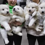 Safkan Irk Garantili Samoyed Yavruları
