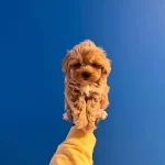 Red Renkte Bol Tüylü Malti̇poo Yavrularımiz