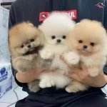 Sevimli patiler sizlerle