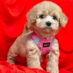Maltipoo Saf Iirk En Kucuk Boy Bebeklerimiz