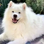 Resmi Isletmeden Samoyed Yavruları