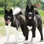 Resmi Isletmeden Akita Yavruları