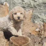 Maltipo Cinsi Sıfır Numara Yavrumuz