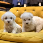 Sevgi Dolu Maltesse Terrier