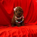 Super Renkleriyle A Kalite Red Brow Toy Poodle