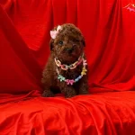 Red Brown Toy Poodle Yavrularımız