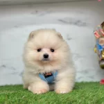 Bebeksi Yuzleriyle Pomeranian Boo Yavrularımız