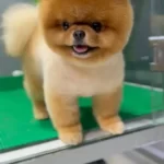 Sevimli patiler pomeranian boo