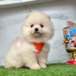 Benimle Oynarmisin Pomeranian Boo