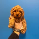 Irk Ve Saglik Garantili Asili Toy Poodle Bebekler