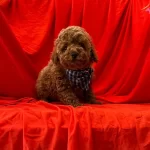 Red Brown Toy Poodle Yavrularımız