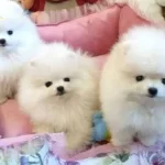 En Kaliteli Yavrular Icin Dogru Yerdesiniz Sevimlipatiler